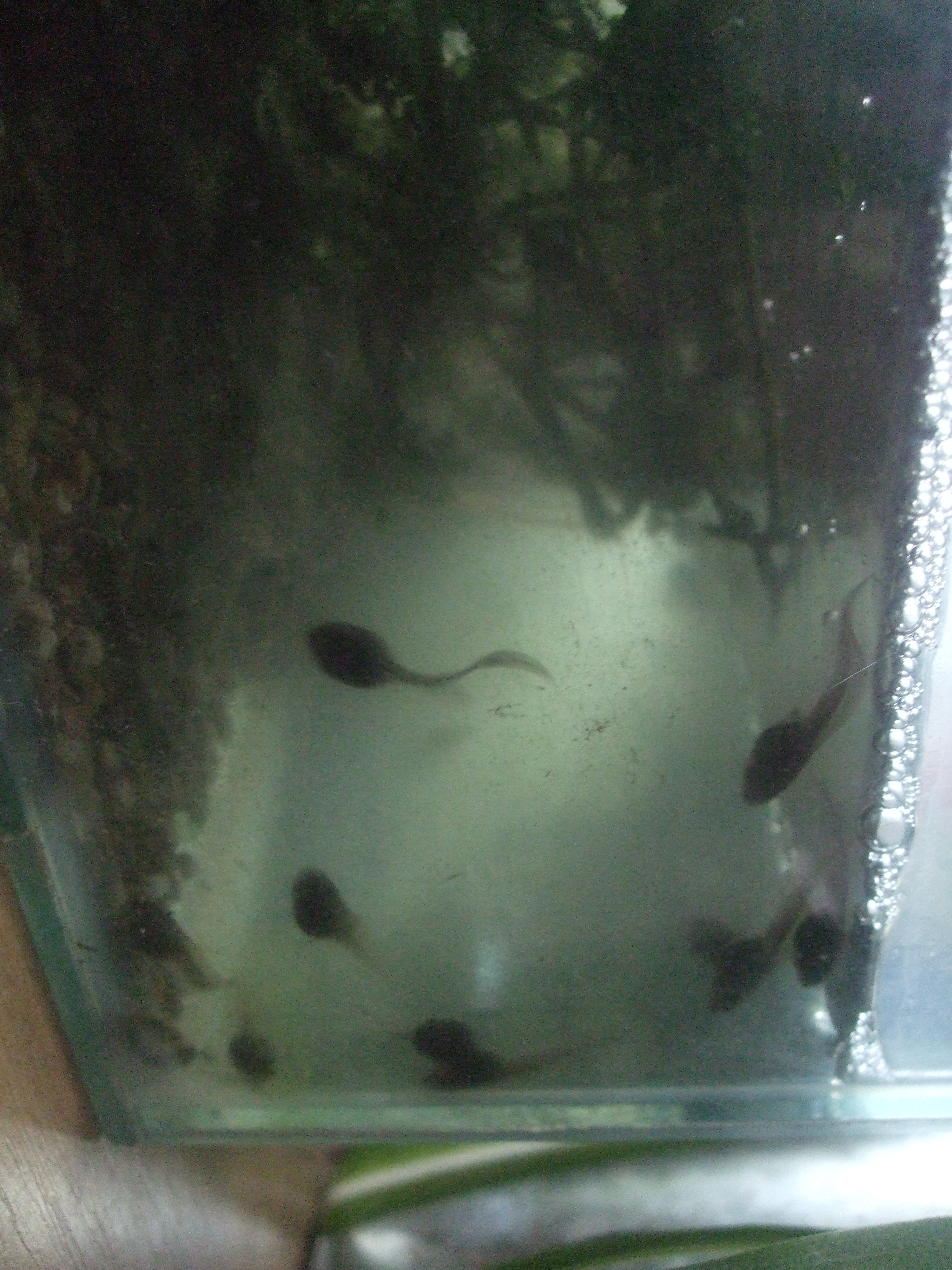 The tadpoles are growing